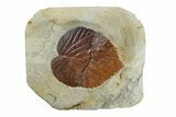 Fossil Leaf (Davidia) - Montana #270235-1